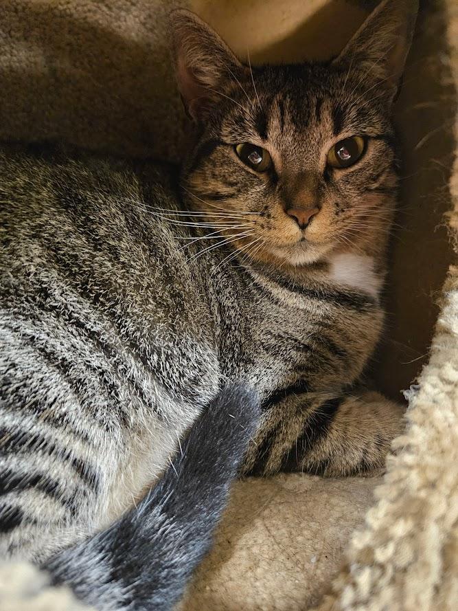 Enlarge Cranberry, a Adoptable Domestic Short Hair in The Colony, TX image 3/4