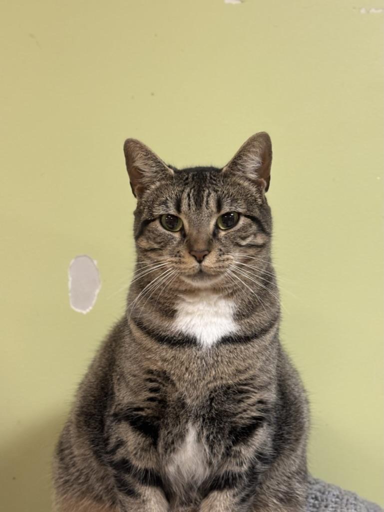 Enlarge Cranberry, a Adoptable Domestic Short Hair in The Colony, TX image 1/4