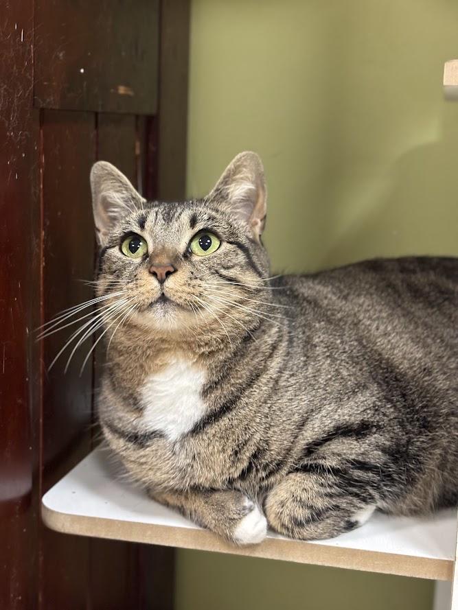 Enlarge Cranberry, a Adoptable Domestic Short Hair in The Colony, TX image 2/4