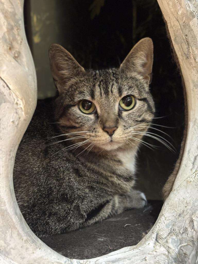 Cranberry, Adoptable, Adult Female Domestic Short Hair.