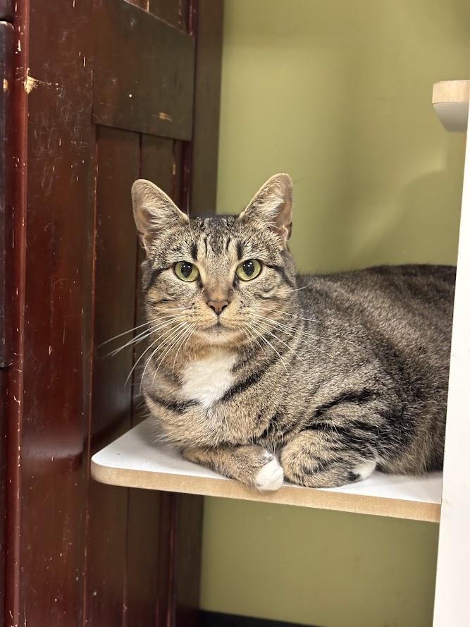 Enlarge Cranberry, a Adoptable Domestic Short Hair in The Colony, TX image 4/4