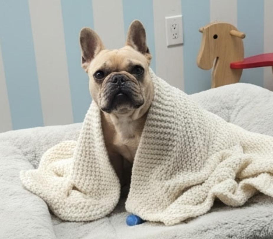 Tater, an adopted French Bulldog in Hawthorne, CA image 2/2