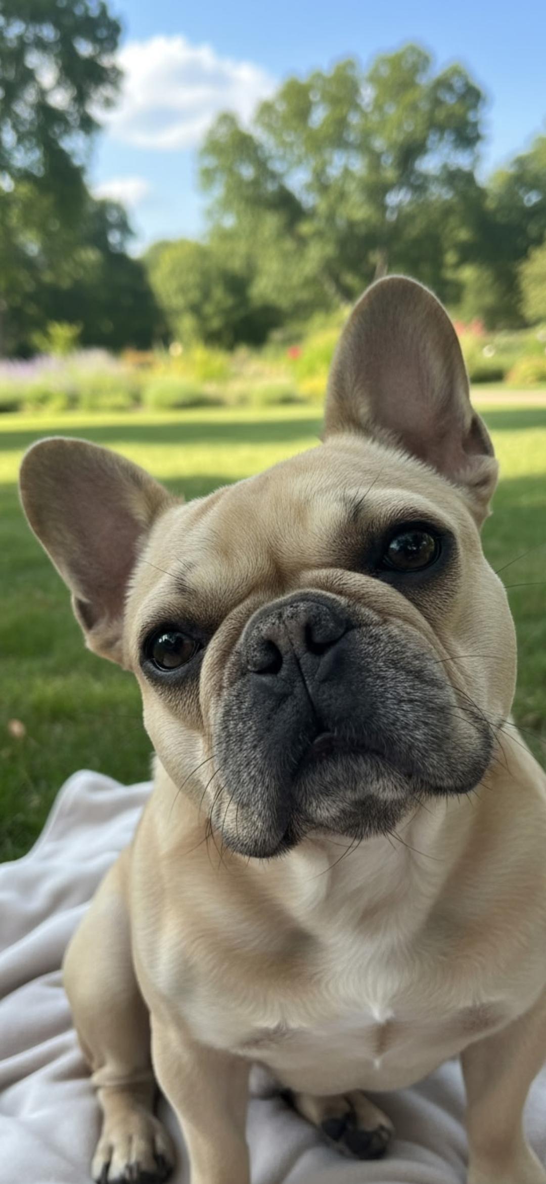 Tater, an adopted French Bulldog in Hawthorne, CA image 1/2