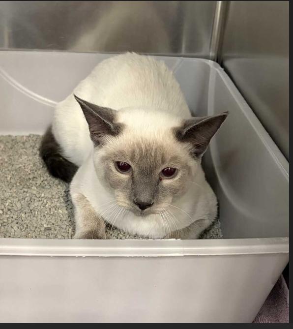 Enlarge Kai, an adopted mixed breed in Saint Charles, MO image 1/1