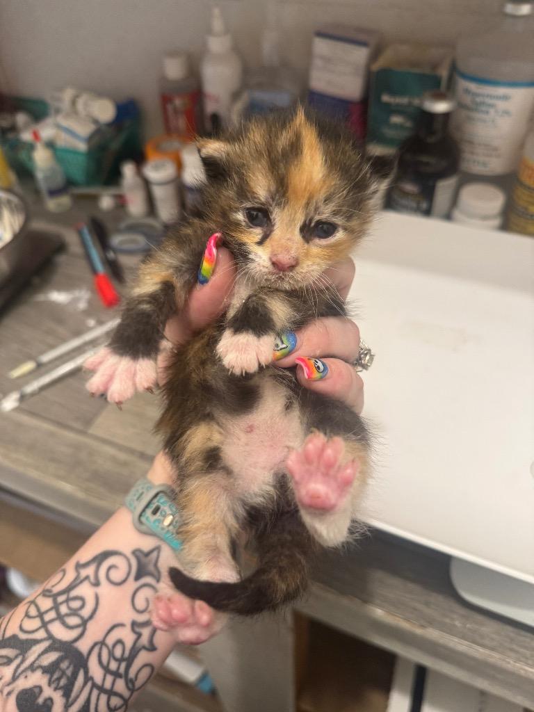 Fancy, Adoptable, Kitten Female Domestic Short Hair.