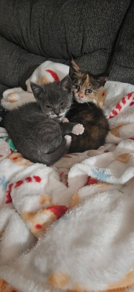 Enlarge Fancy, a Adoptable mixed breed in Johnson City, TN image 2/4