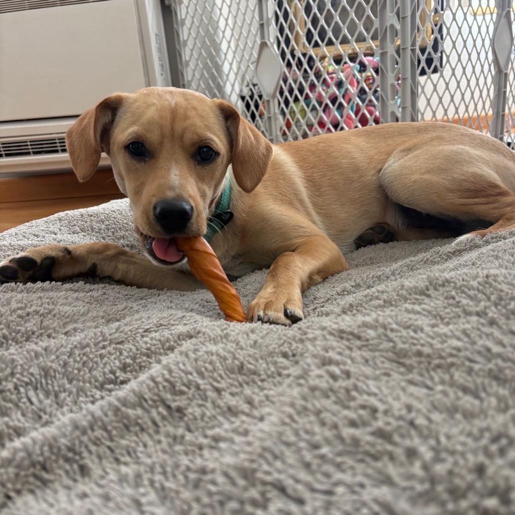 Ridge, Adoptable, Young Male Corgi & Mixed Breed.