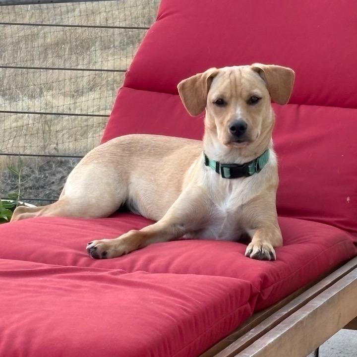 Enlarge Ridge, a Adoptable mixed breed in Ashland, OR image 3/5