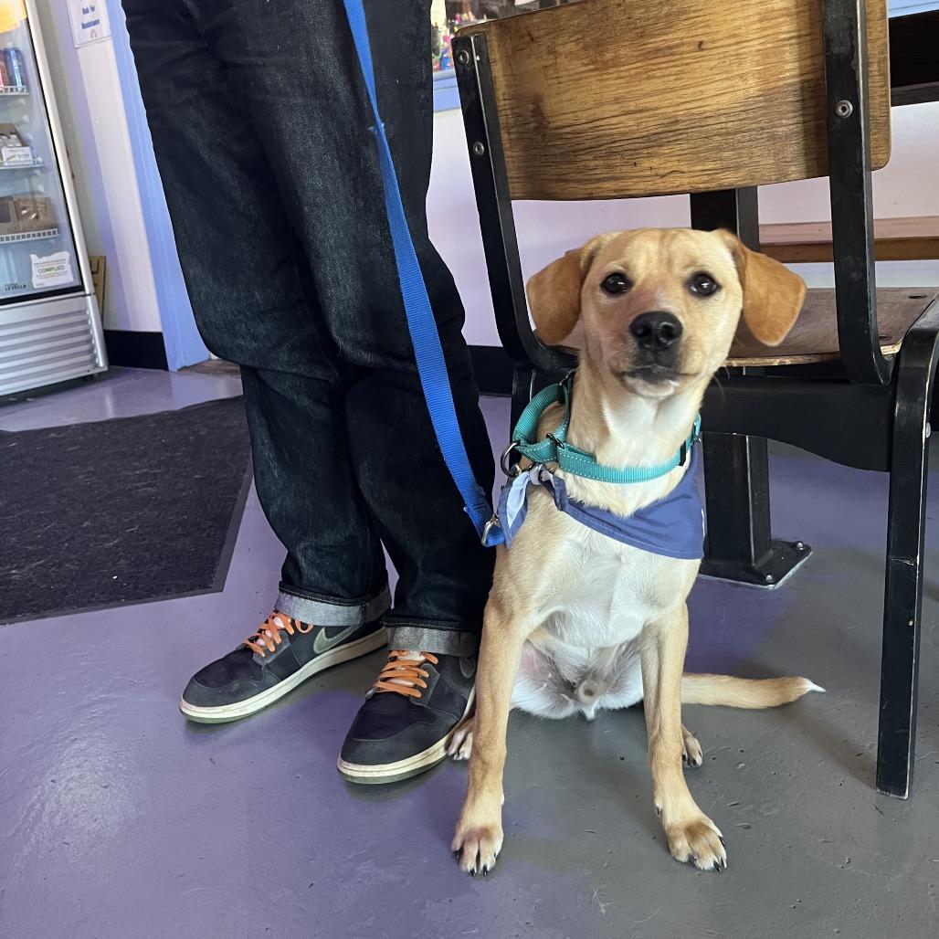 Enlarge Ridge, a Adoptable mixed breed in Ashland, OR image 4/5