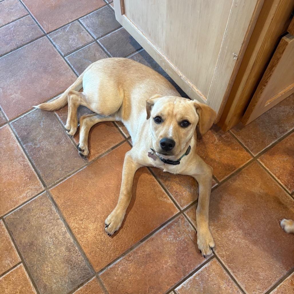 Enlarge Ridge, a Adoptable mixed breed in Ashland, OR image 5/5