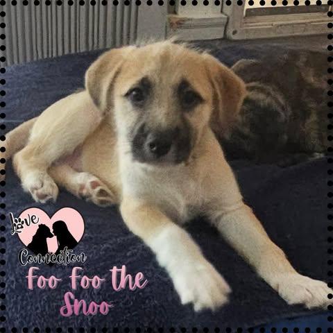 Enlarge Foo Foo the Snoo, an adopted mixed breed in Gilbert, AZ image 1/1