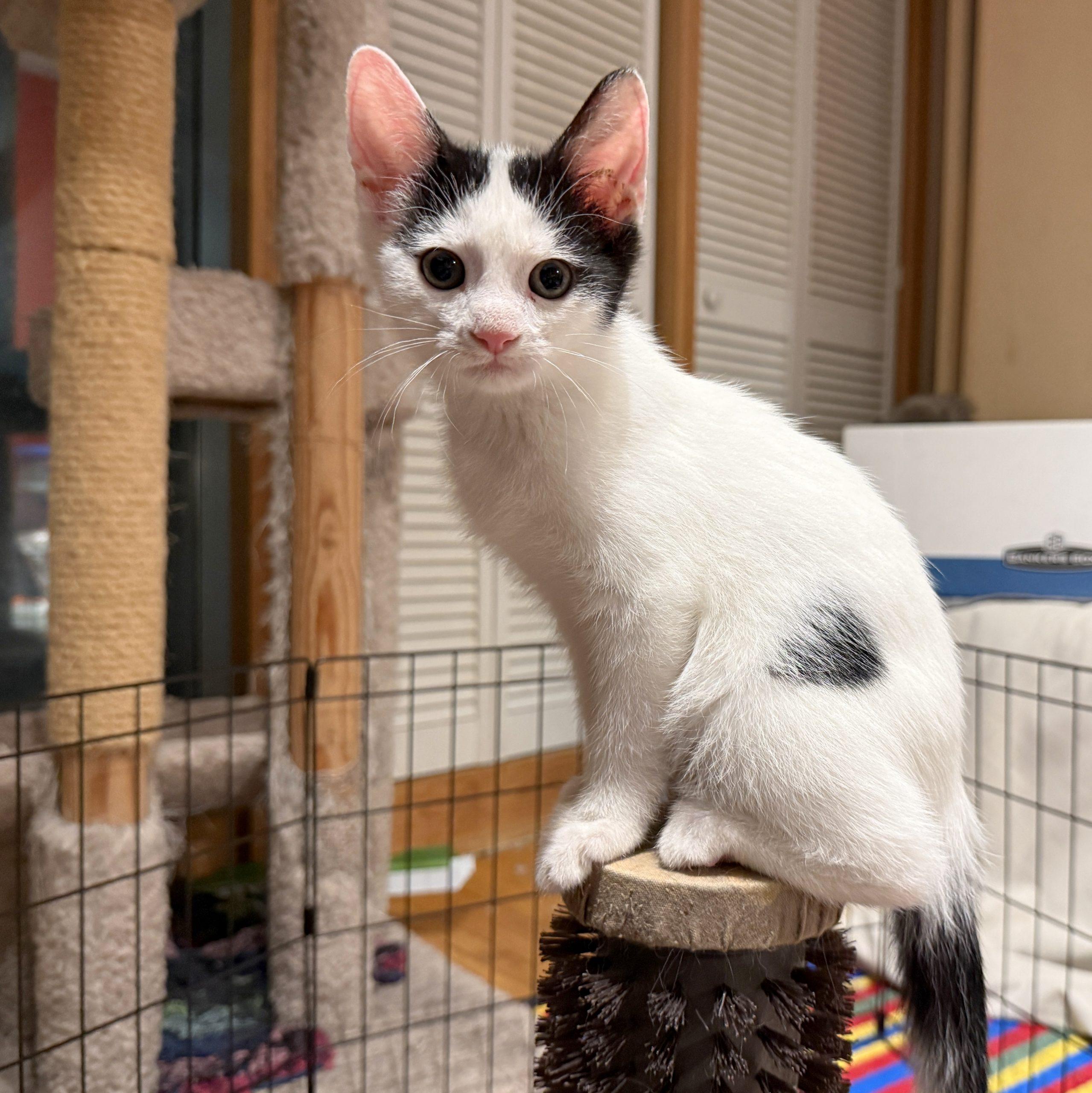 Enlarge Yosemite, a Adoptable Domestic Short Hair in Toronto, ON image 2/4