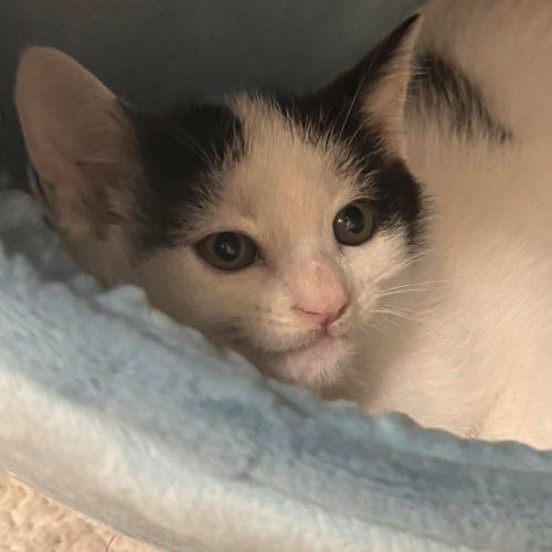 Enlarge Yosemite, a Adoptable Domestic Short Hair in Toronto, ON image 3/4