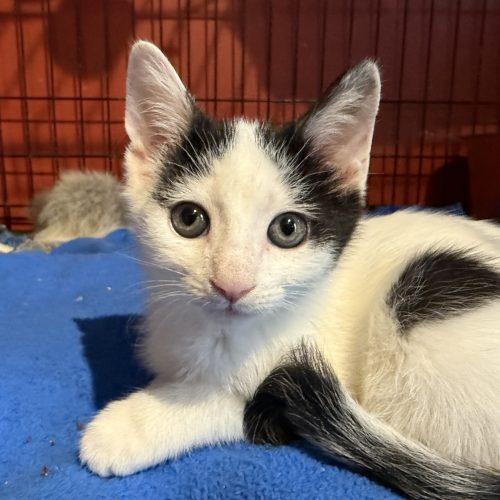 Enlarge Yosemite, a Adoptable Domestic Short Hair in Toronto, ON image 4/4