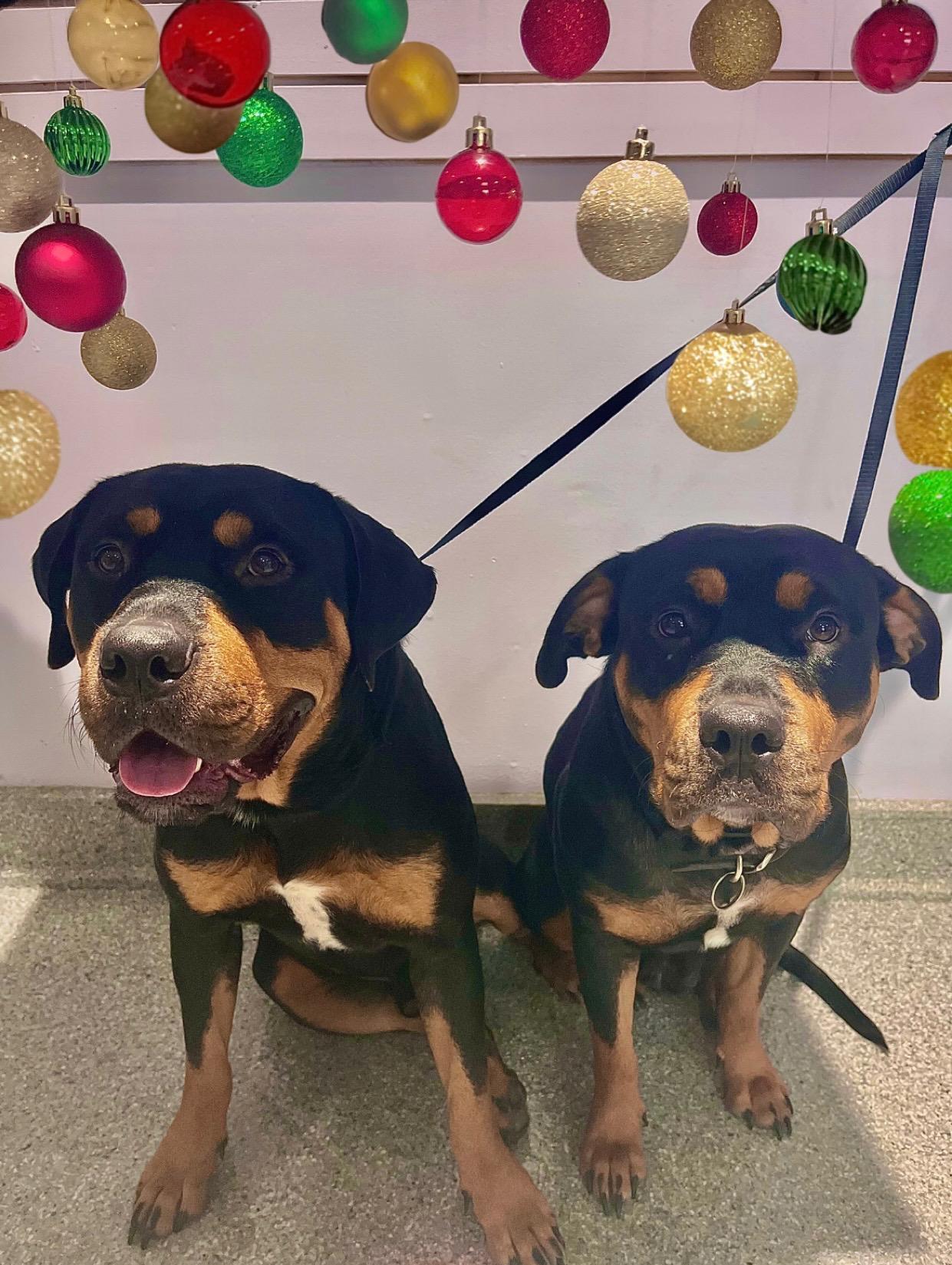 Enlarge Willow and River, a Adoptable Rottweiler in Atlanta, GA image 2/4