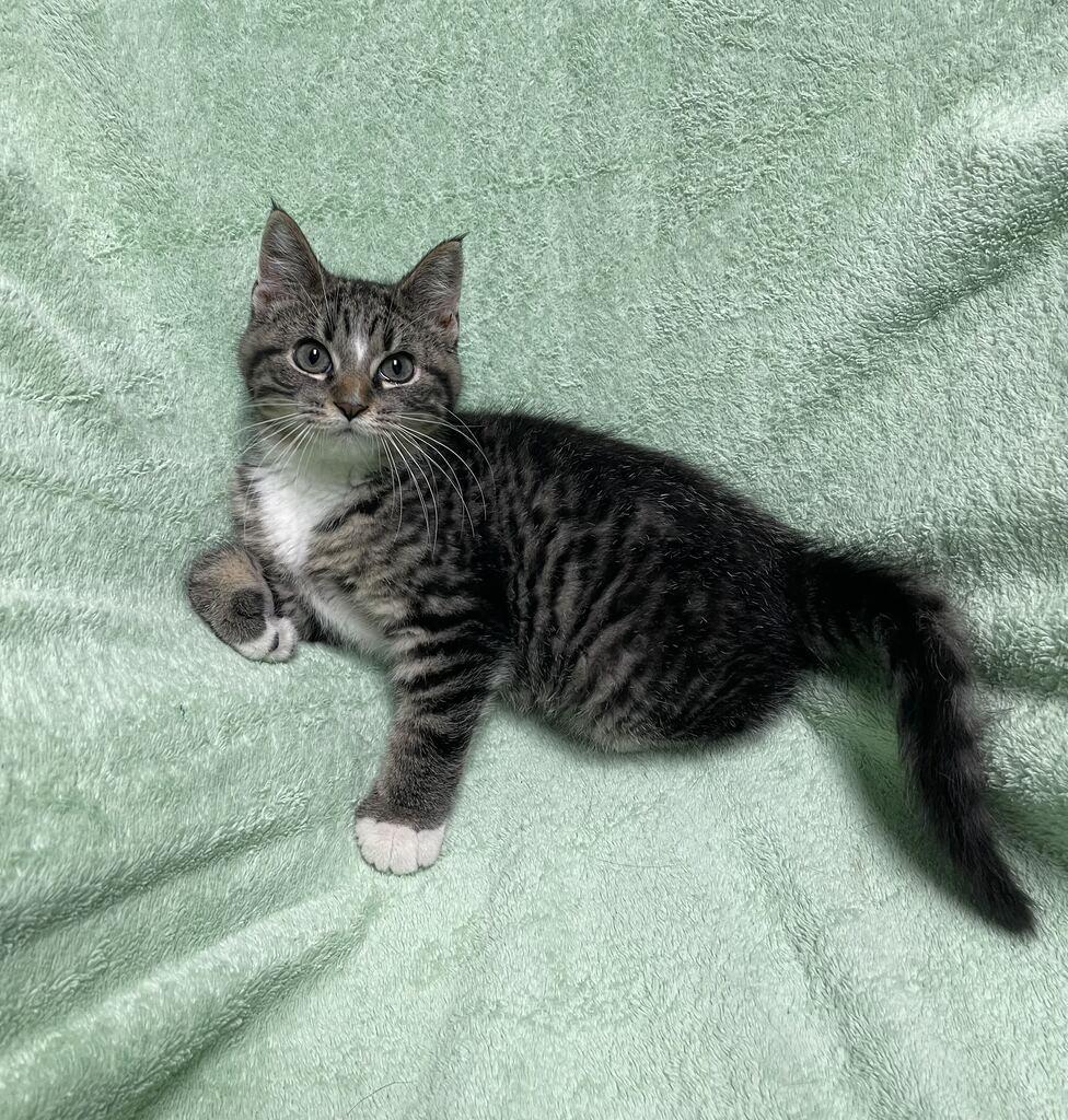 Bacon, an adopted Domestic Short Hair in Jackson, MI image 6/6