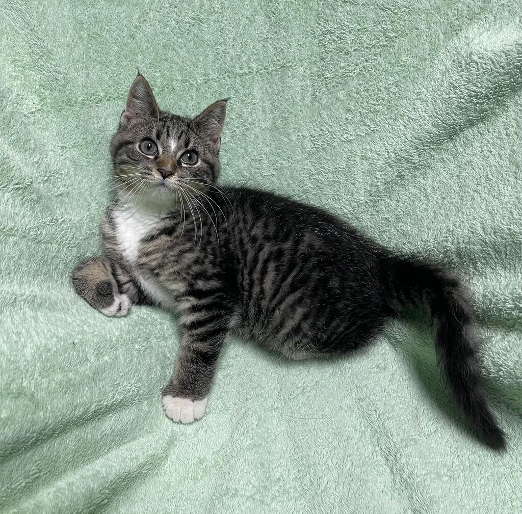 Bacon, an adopted Domestic Short Hair in Jackson, MI image 1/6