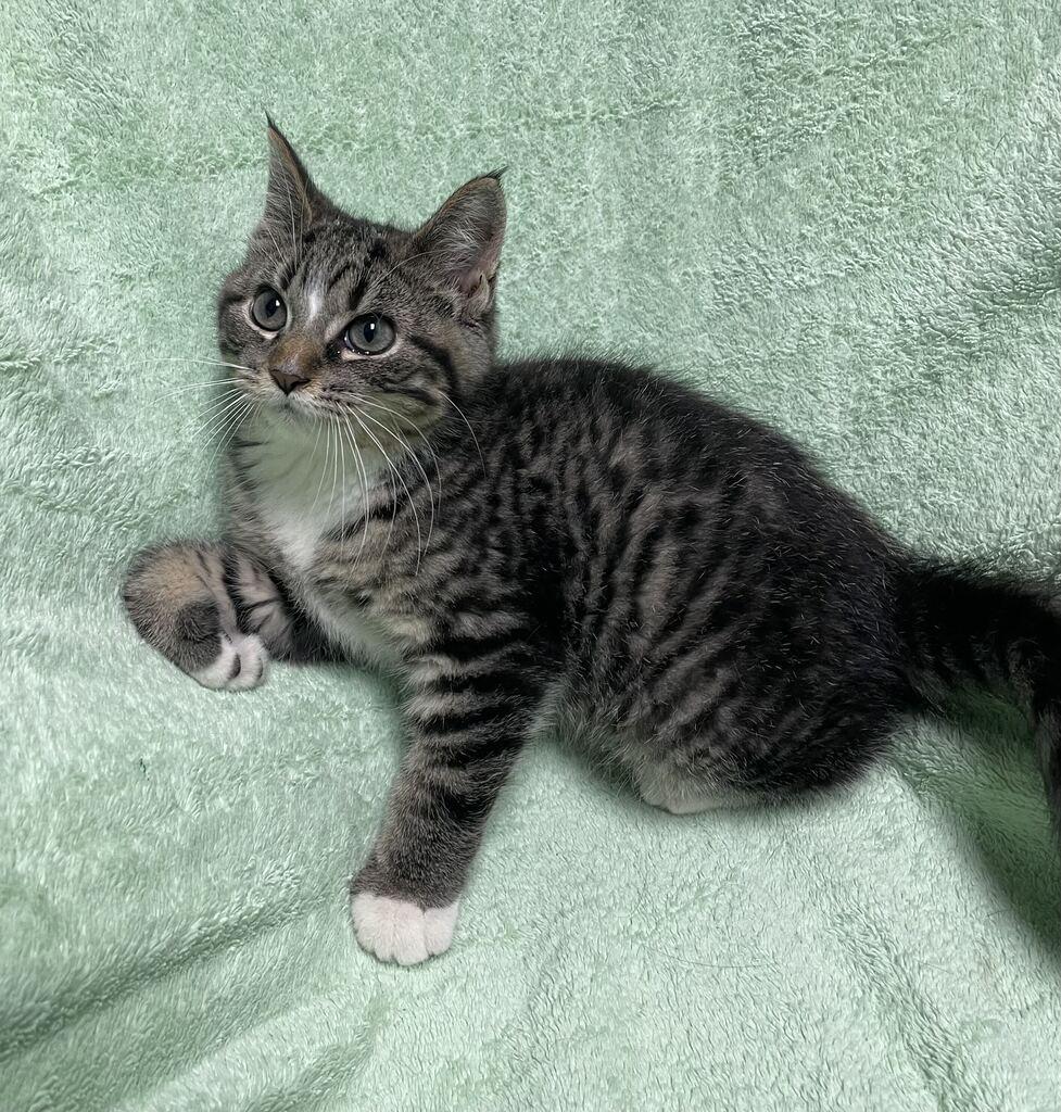 Bacon, an adopted Domestic Short Hair in Jackson, MI image 2/6