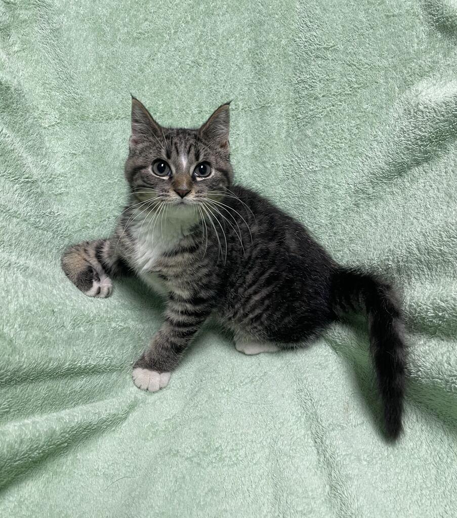 Bacon, an adopted Domestic Short Hair in Jackson, MI image 3/6