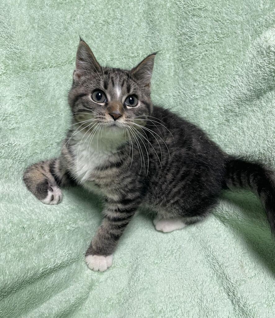 Bacon, an adopted Domestic Short Hair in Jackson, MI image 4/6