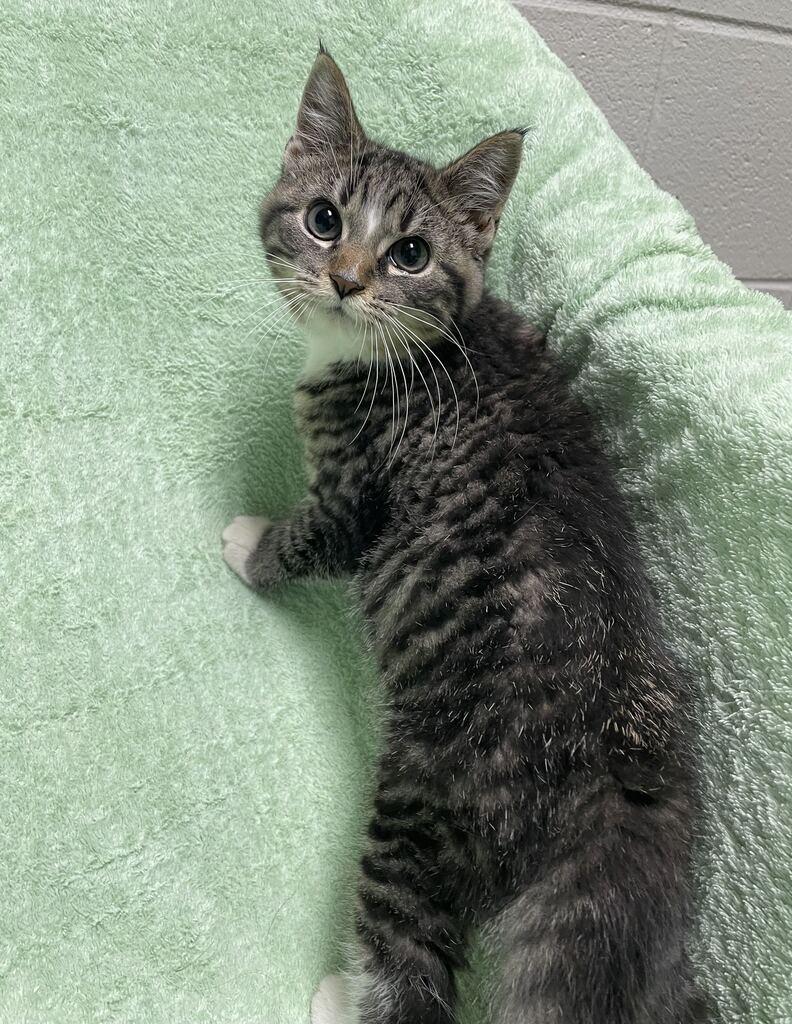 Bacon, an adopted Domestic Short Hair in Jackson, MI image 5/6