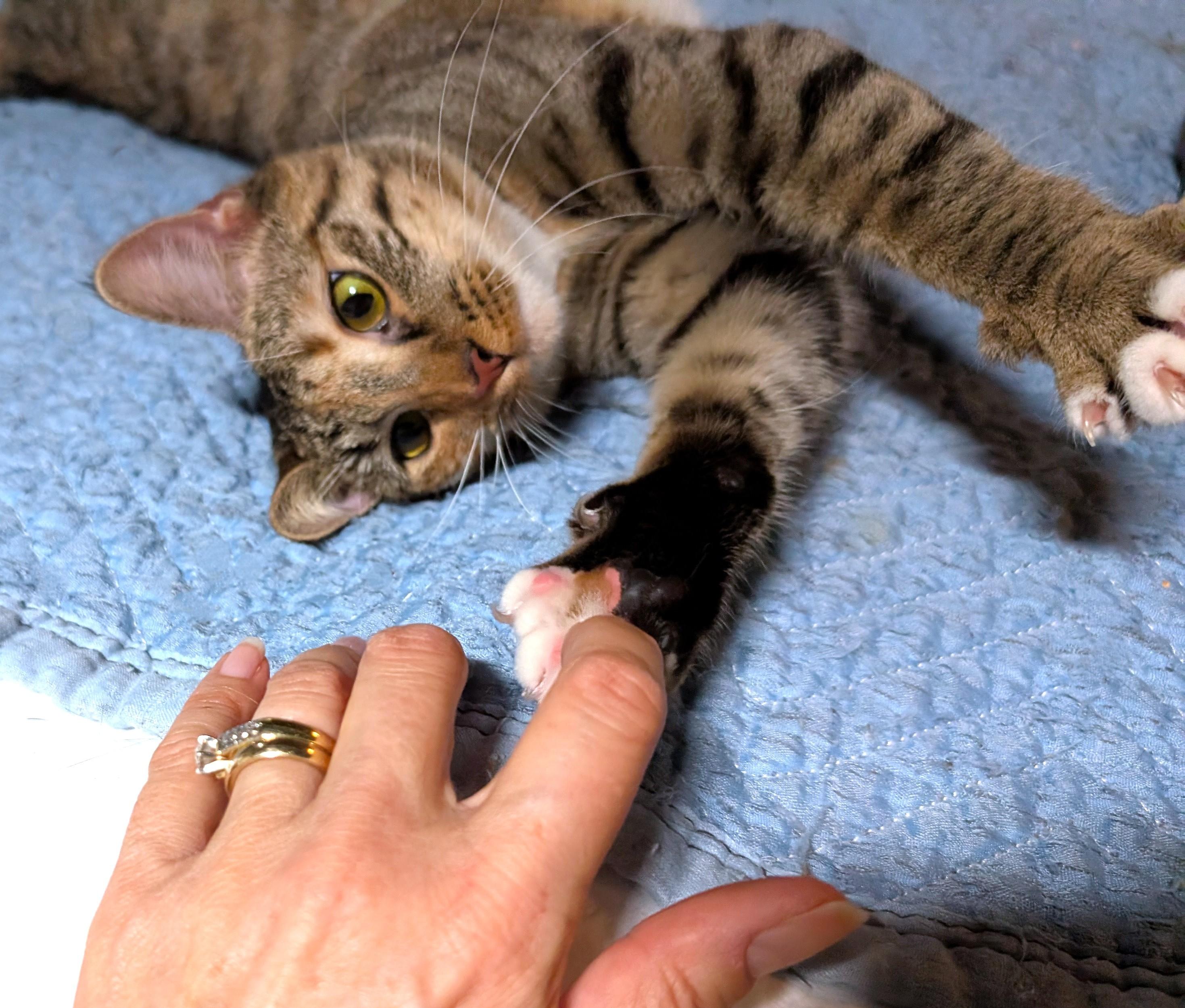 Enlarge Aerin , a ADOPTABLE mixed breed in San Diego, CA image 2/6