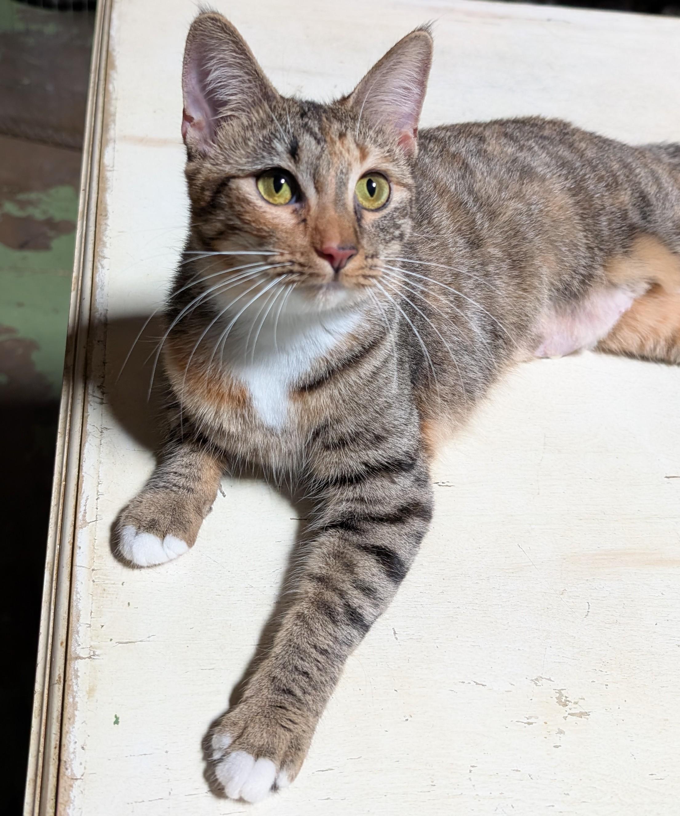 Enlarge Aerin , a ADOPTABLE mixed breed in San Diego, CA image 3/6