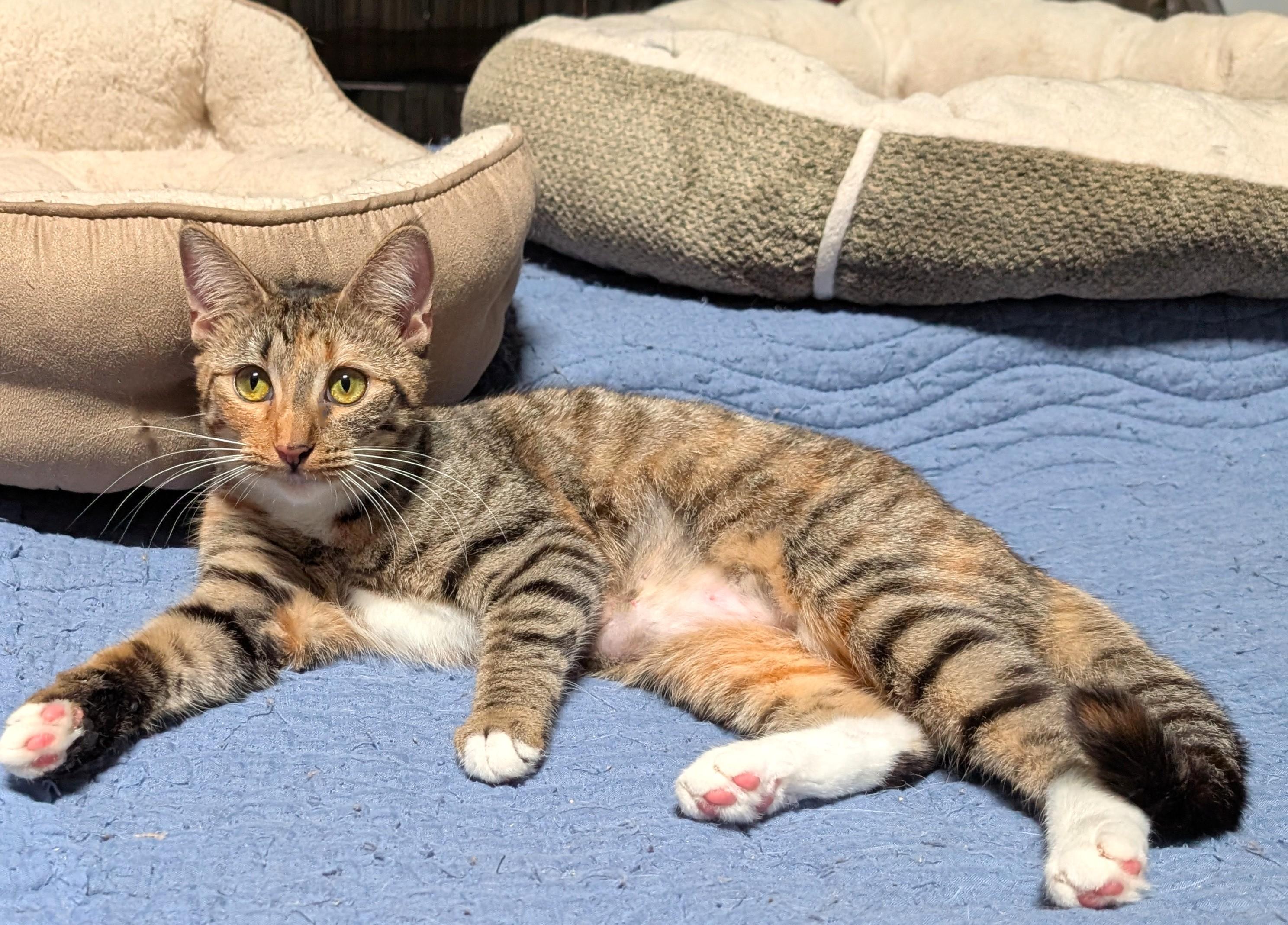 Enlarge Aerin , a ADOPTABLE mixed breed in San Diego, CA image 4/6