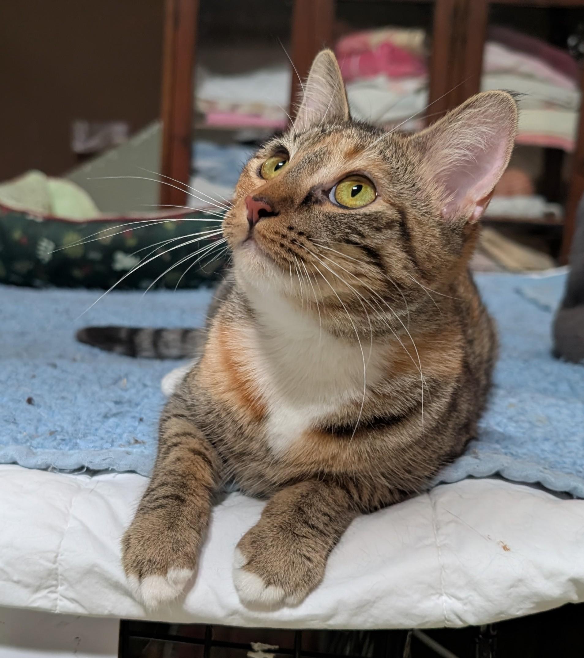 Enlarge Aerin , a ADOPTABLE mixed breed in San Diego, CA image 5/6