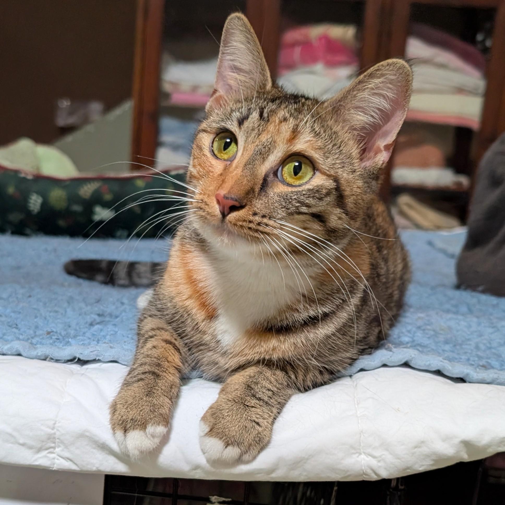 Enlarge Aerin , a ADOPTABLE mixed breed in San Diego, CA image 1/6