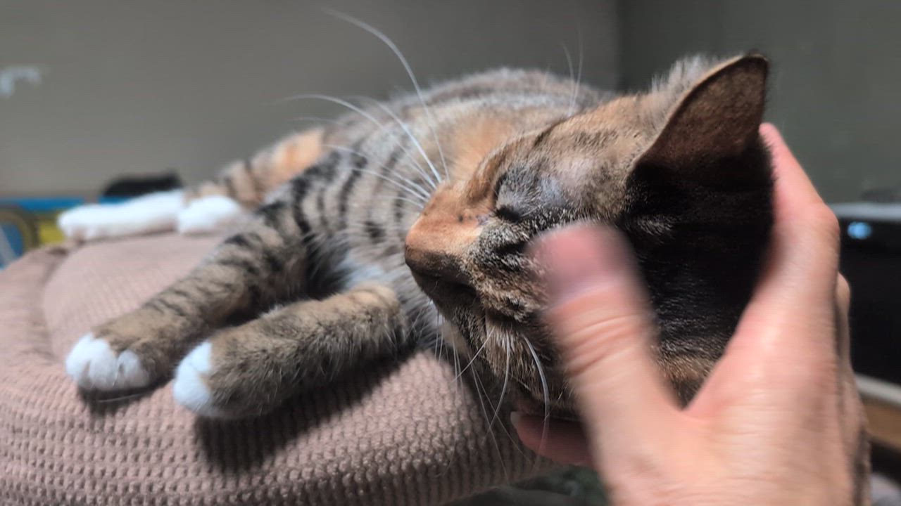 Enlarge Aerin , a ADOPTABLE mixed breed in San Diego, CA video 6/6