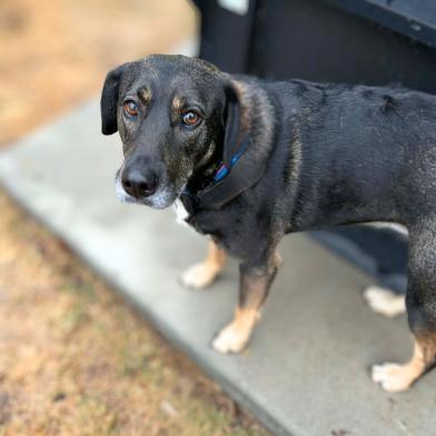 Luna, Adoptable, Adult Female Shepherd.