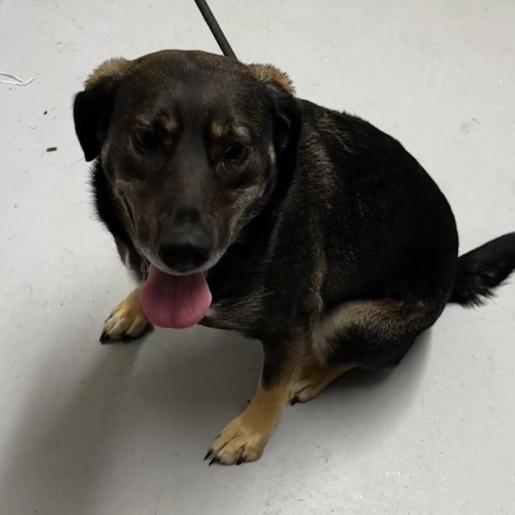 Luna, a Adoptable mixed breed in Colorado Springs, CO image 2/4