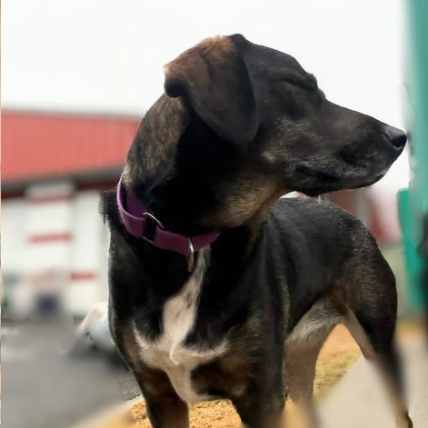 Luna, a Adoptable mixed breed in Colorado Springs, CO image 3/4