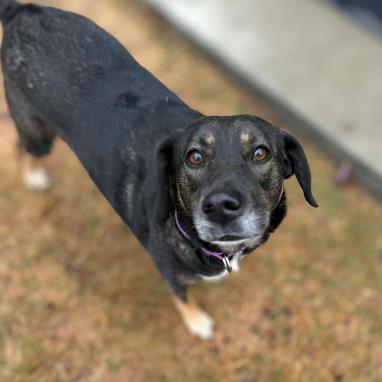 Luna, a Adoptable mixed breed in Colorado Springs, CO image 4/4