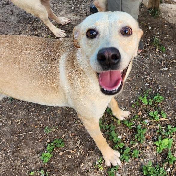 Skeeter, Adoptable, Adult Male Labrador Retriever & Mixed Breed.