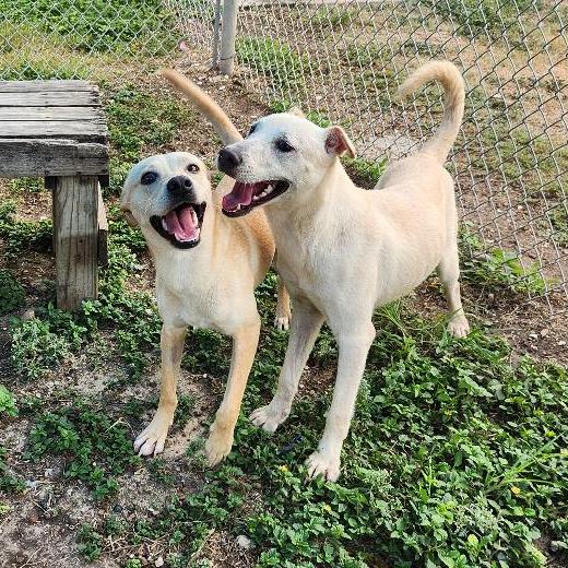 Enlarge Skeeter, a Adoptable mixed breed in Corpus Christi, TX image 2/6