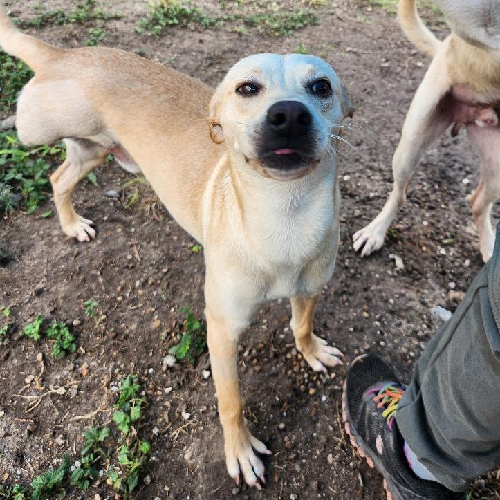 Enlarge Skeeter, a Adoptable mixed breed in Corpus Christi, TX image 3/6