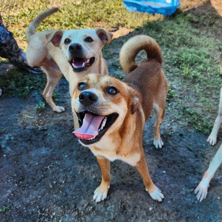 Enlarge Skeeter, a Adoptable mixed breed in Corpus Christi, TX image 4/6