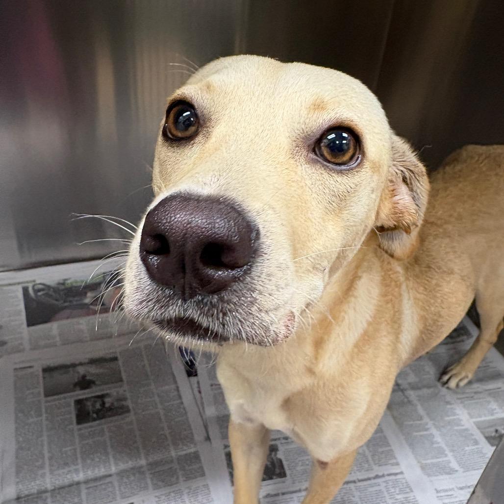 Enlarge Skeeter, a Adoptable mixed breed in Corpus Christi, TX image 5/6