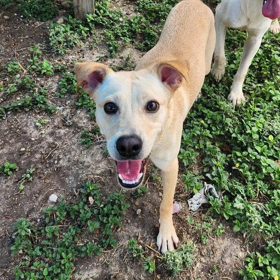 Enlarge Skeeter, a Adoptable mixed breed in Corpus Christi, TX image 6/6