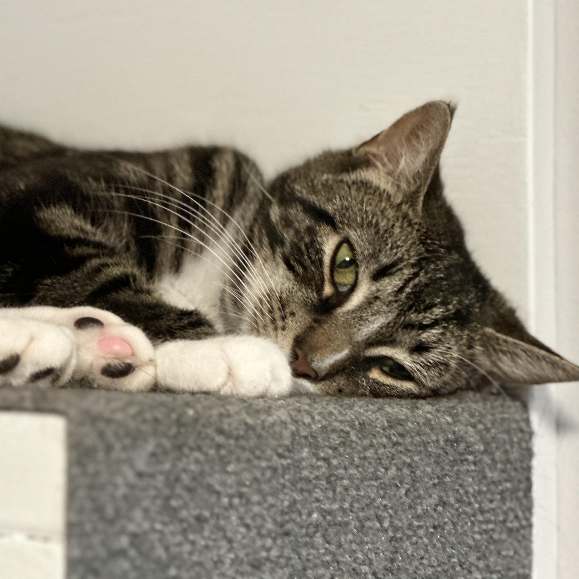 Severus, a ADOPTABLE Domestic Short Hair in Victor, NY image 1/5