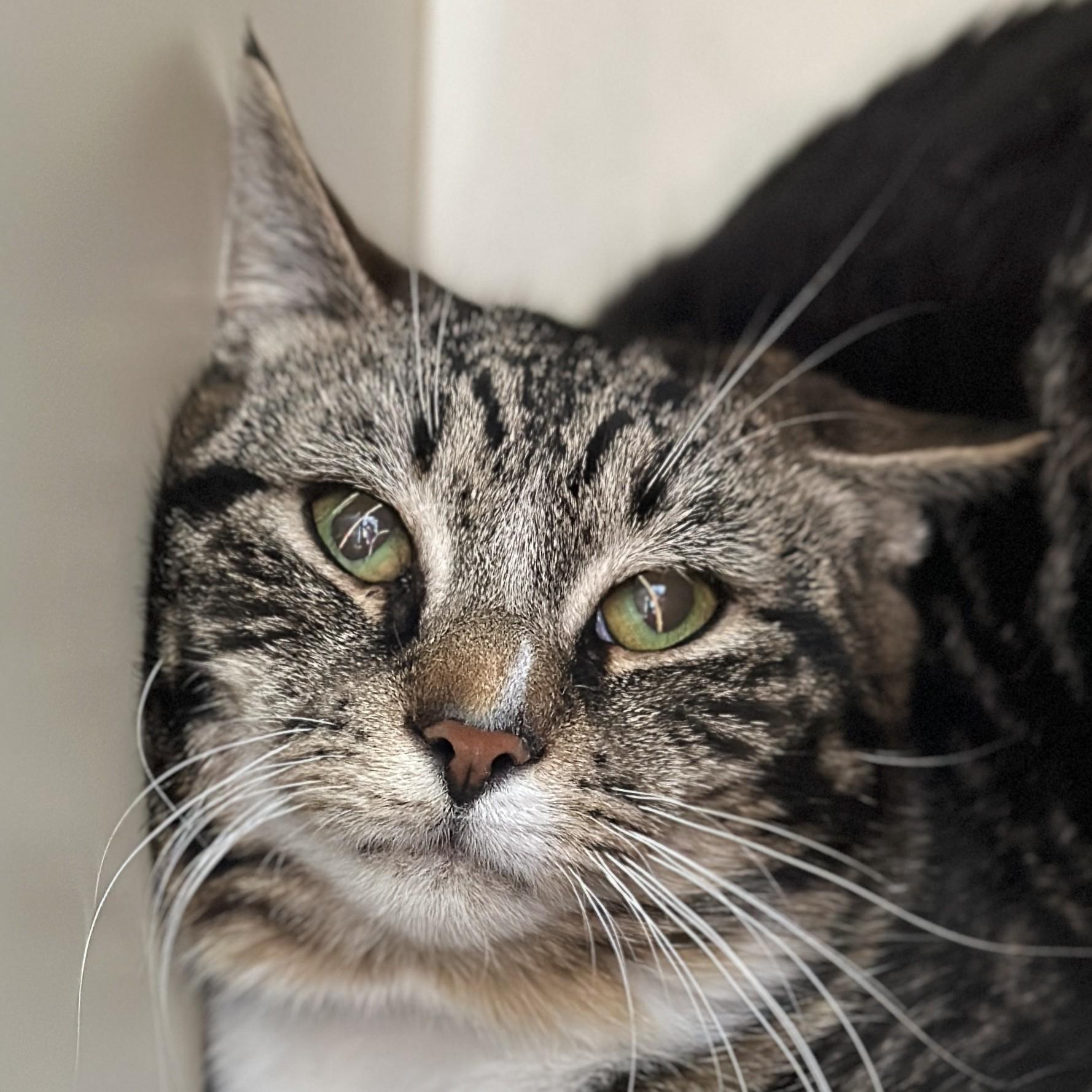 Severus, ADOPTABLE, Adult Male Domestic Short Hair.