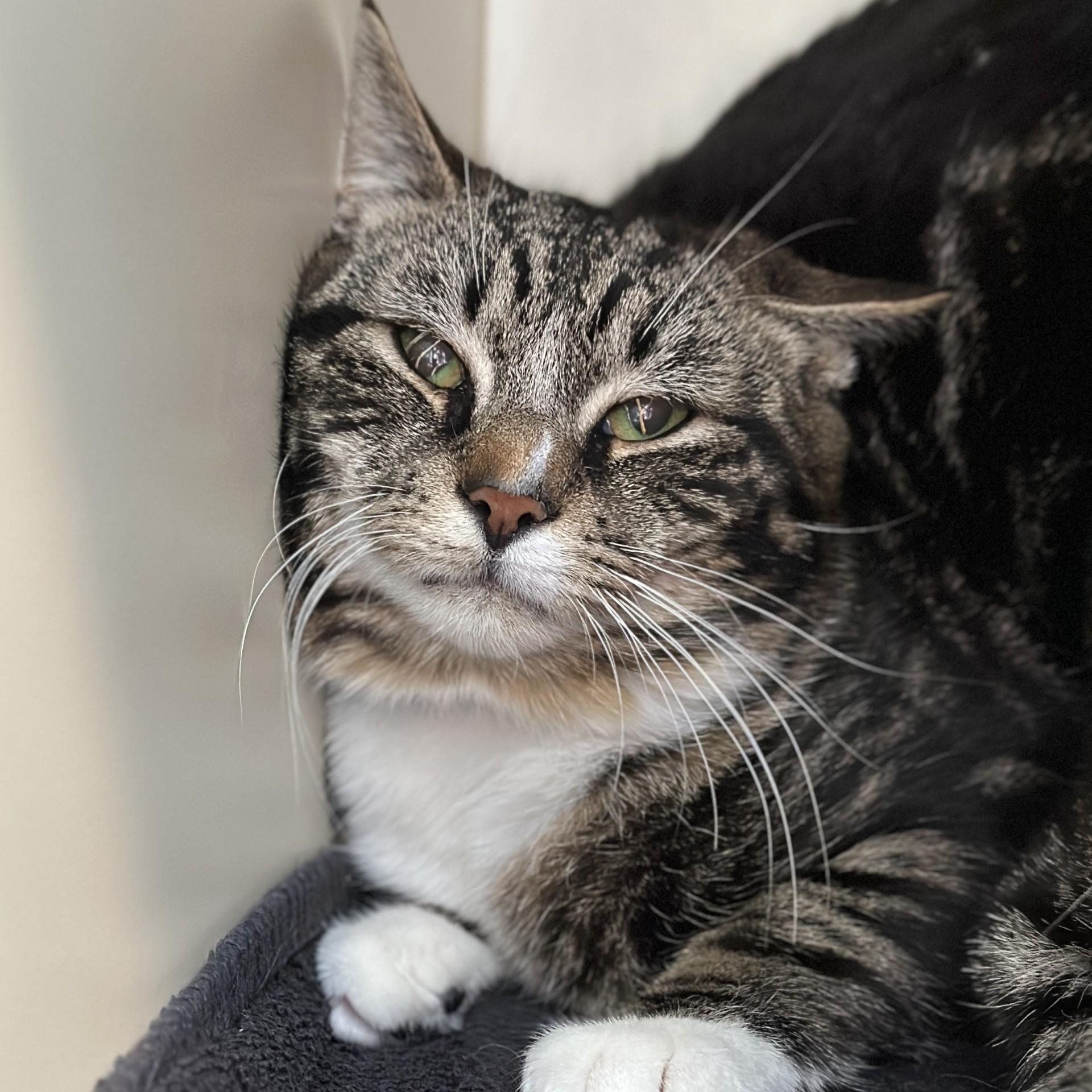 Severus, a ADOPTABLE Domestic Short Hair in Victor, NY image 4/5