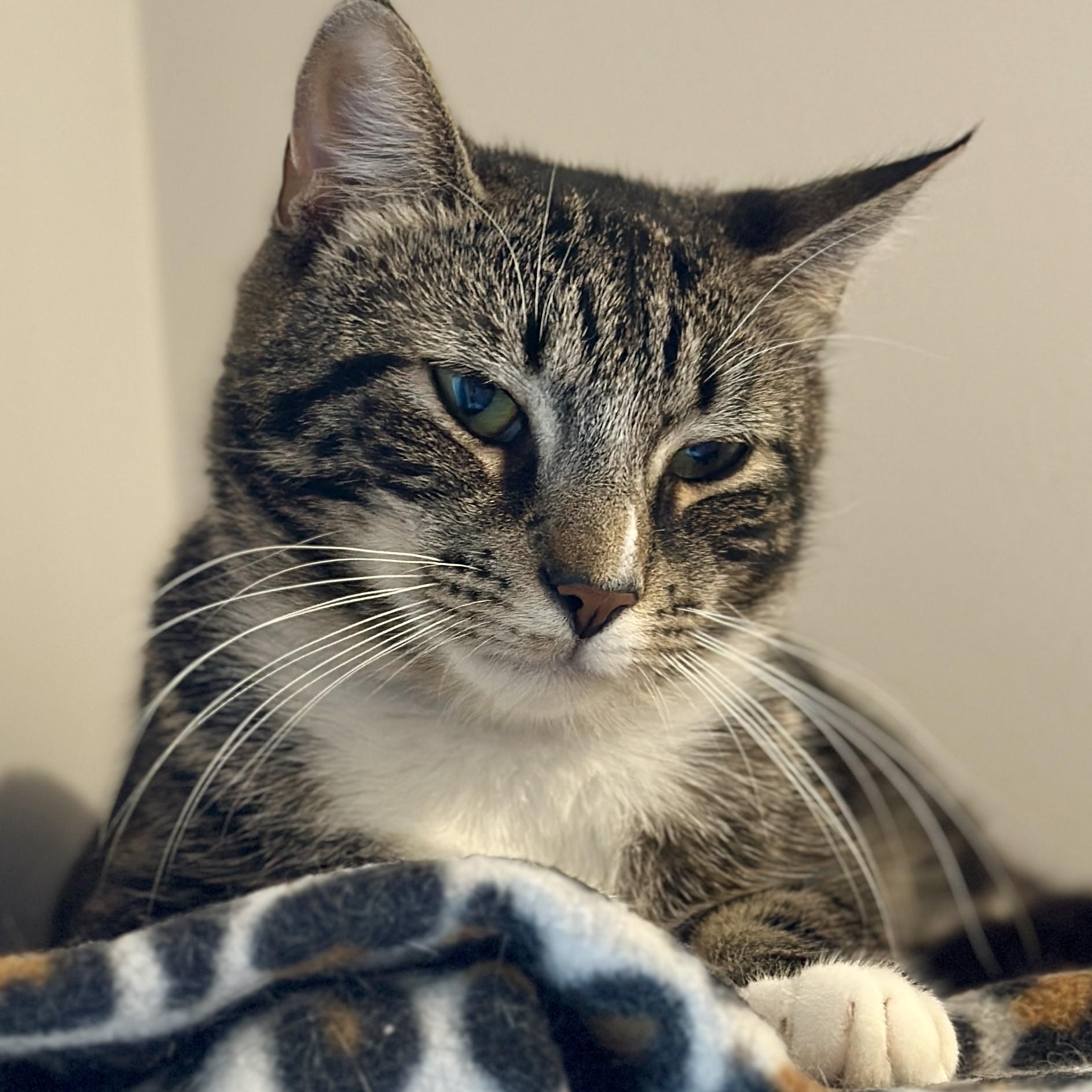 Severus, a ADOPTABLE Domestic Short Hair in Victor, NY image 2/5