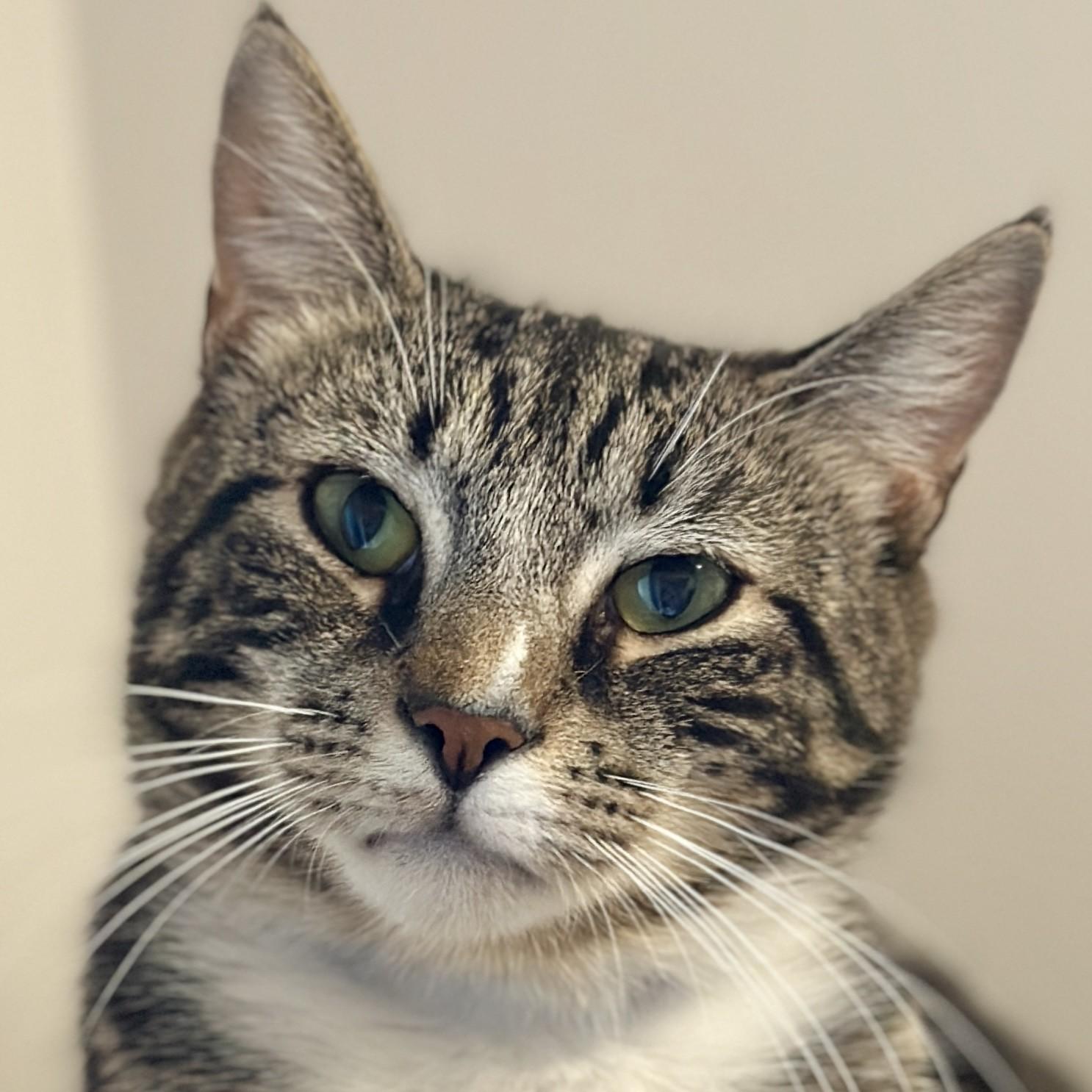 Severus, ADOPTABLE, Adult Male Domestic Short Hair.