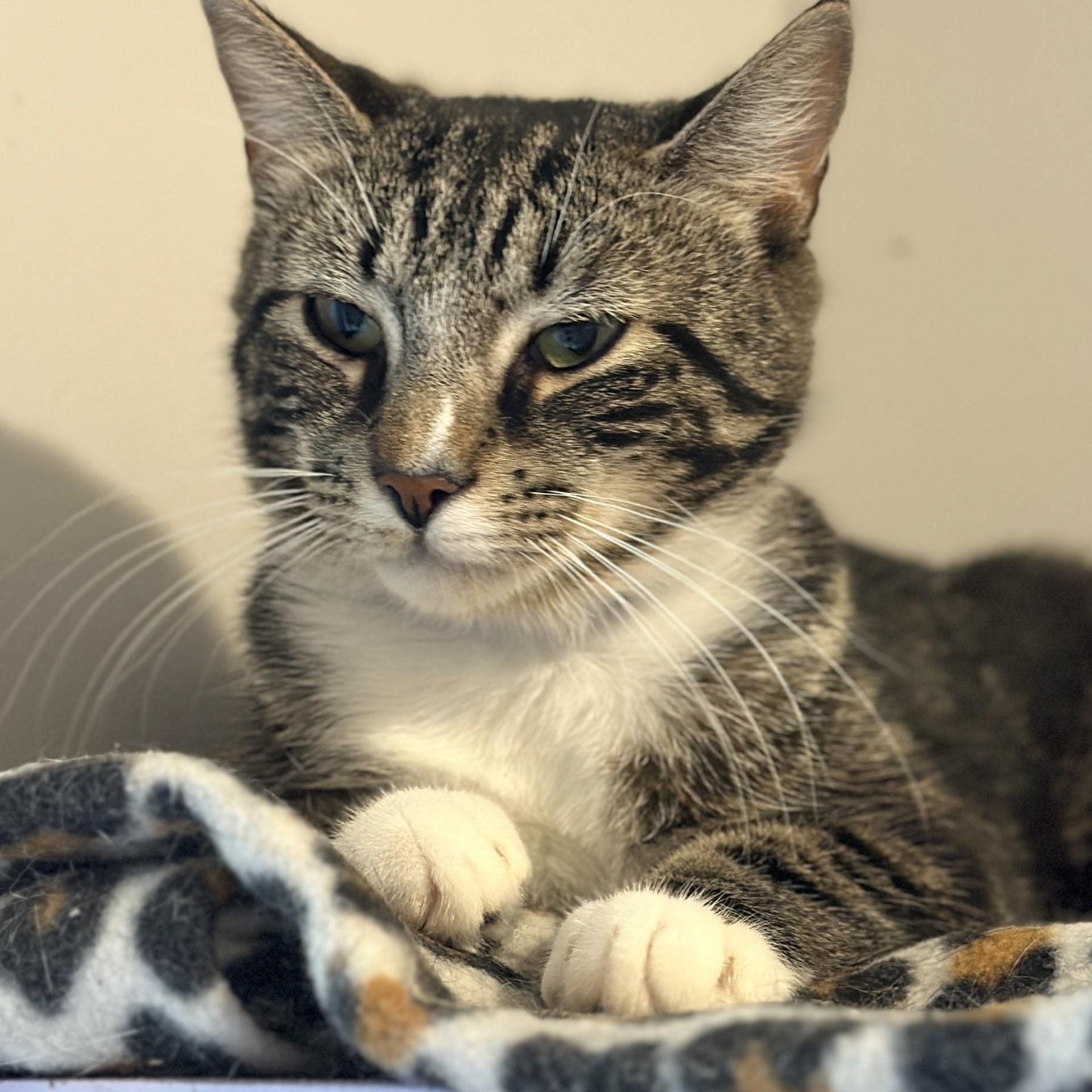 Severus, a ADOPTABLE Domestic Short Hair in Victor, NY image 5/5