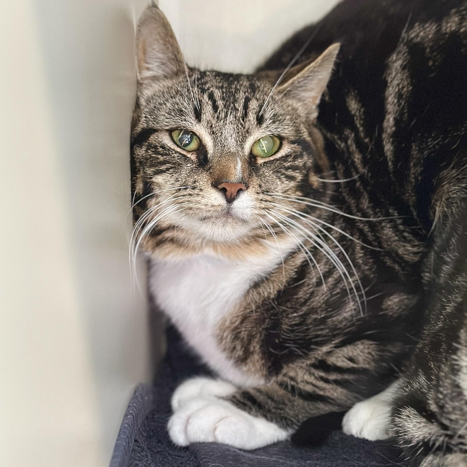 Severus, a ADOPTABLE Domestic Short Hair in Victor, NY image 5/5