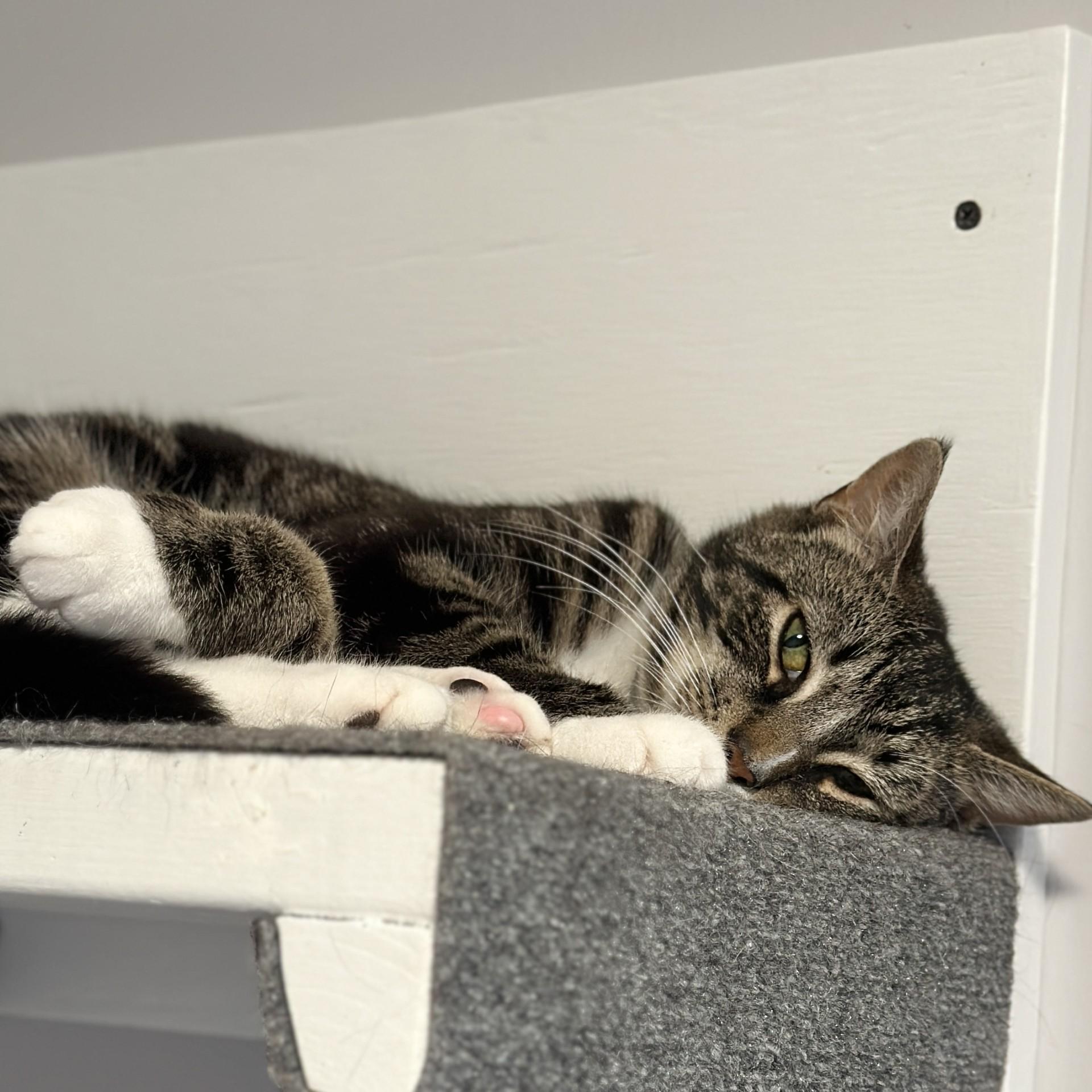 Severus, a ADOPTABLE Domestic Short Hair in Victor, NY image 2/5