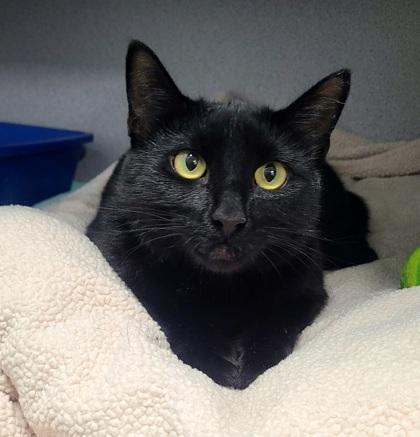 Nira, Adoptable, Adult Female Domestic Short Hair.